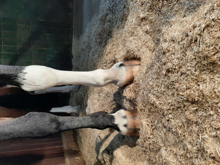 EURO-LIN Leinenstroh 20 kg